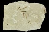 Fossil Crane Fly (Pronophlebia) Cluster - Green River Formation, Utah #111386-1